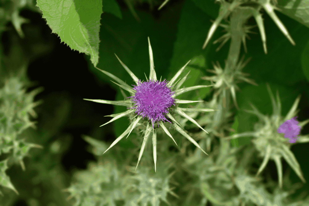 Best Liver Supplements? What Milk Thistle, NAC & Dandelion Root Actual