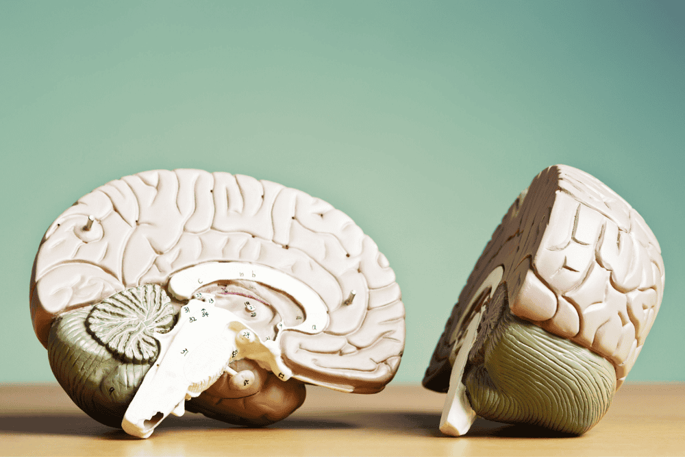 The Guide to Cognitive Functions