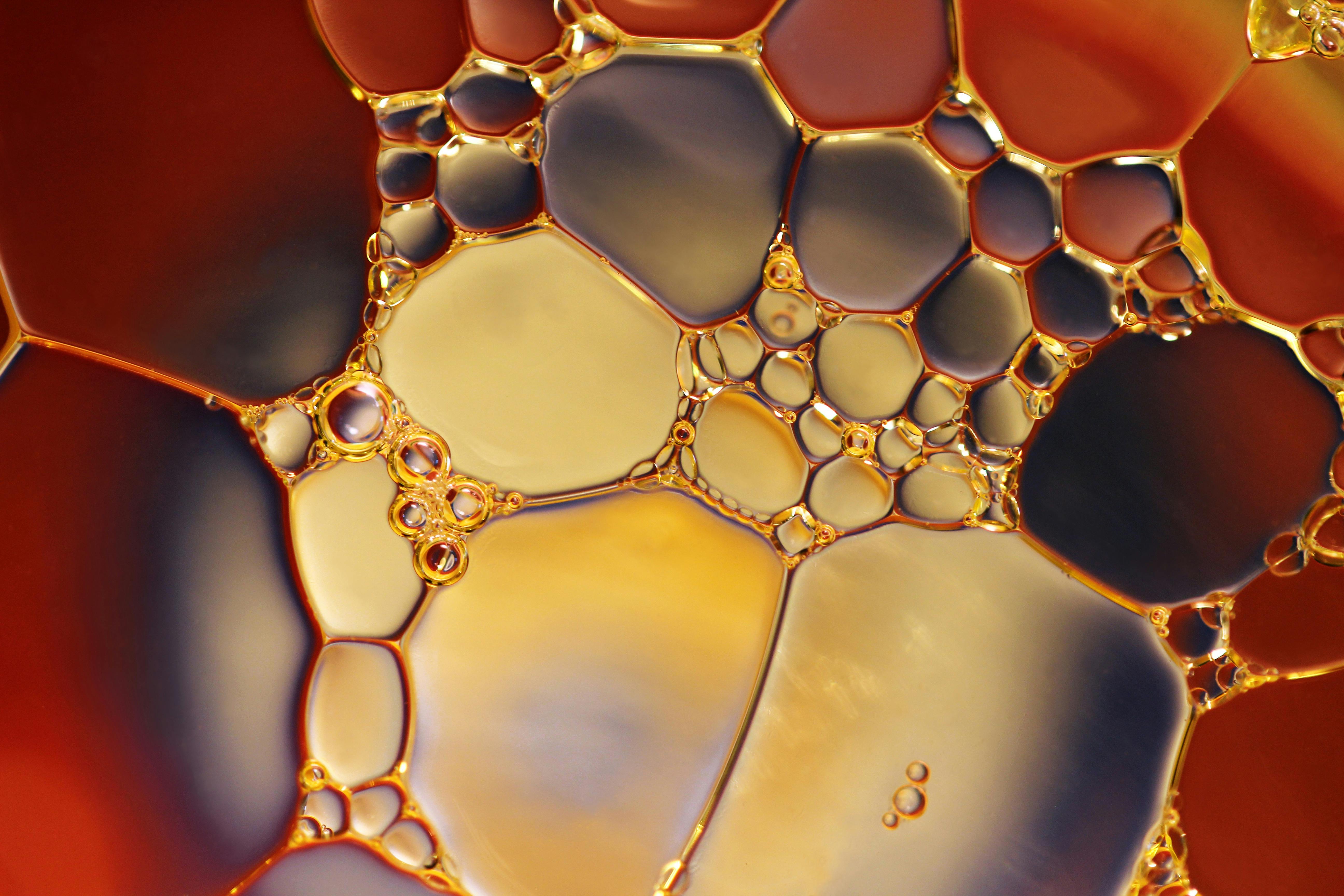 Seed Oils 101: A No-Nonsense Guide to the Facts, the Fears, and the Al